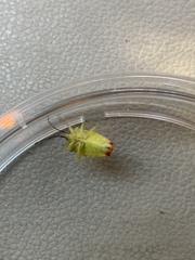 Elasmostethus atricornis