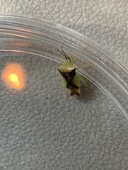 Elasmostethus atricornis