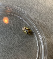 Elasmostethus atricornis