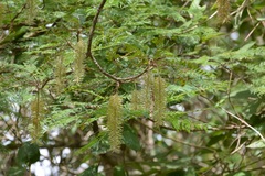 Alvaradoa amorphoides