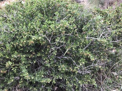 Periploca laevigata angustifolia