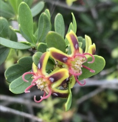 Periploca laevigata angustifolia