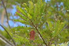 Alvaradoa amorphoides