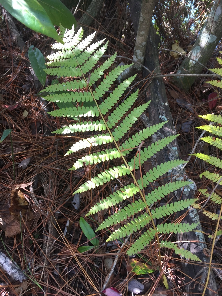 cinnamon fern from Sago Ave, Jacksonville, FL, US on November 03, 2019