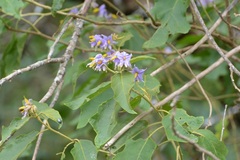 Solanum hispidum
