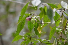 Physalis campechiana