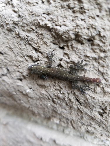 Fox gecko, Hemidactylus garnotii