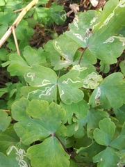 Phytomyza minuscula group