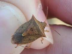 Euschistus ictericus