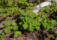 Ribes erythrocarpum