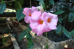 Mandevilla sanderi