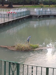 Ardea cinerea