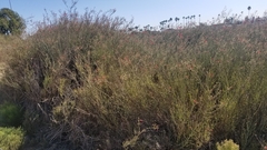 Gambelia juncea