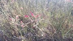 Gambelia juncea