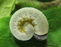 Abia fasciata