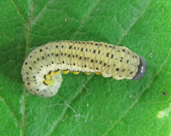 Abia fasciata
