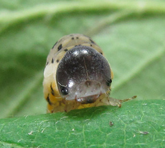Abia fasciata