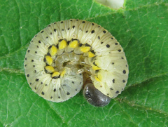 Abia fasciata