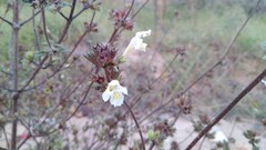 Galeopsis segetum