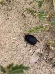 Eusattus reticulatus