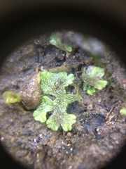 Ricciaceae