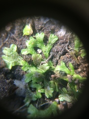 Ricciaceae
