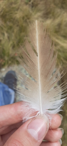 Plume de Vautour fauve