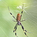 Golden Silk Orbweaver - Photo (c) Laura Gaudette, some rights reserved (CC BY), uploaded by Laura Gaudette