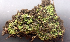 Ricciaceae
