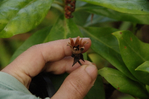 Lysimachia glutinosa
