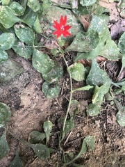 Silene rotundifolia