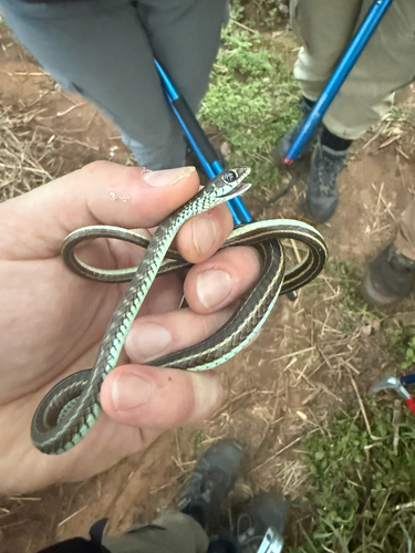 Photo of a Lined Olympic Snake (Psammophis lineatus)