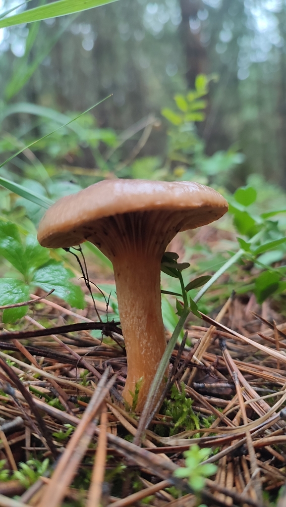 Chroogomphus rutilus · August 2025 · photo: © egor_dyukarev (iNaturalist, cc-by)