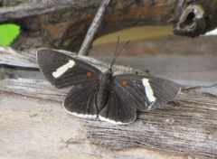 Melanis leucophlegma