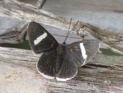 Melanis leucophlegma