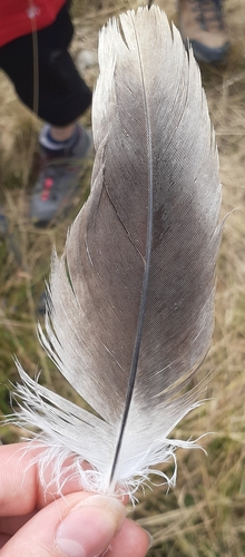 Plume de Vautour fauve