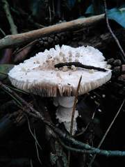 Amanita strobiliformis