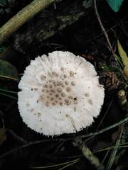 Amanita strobiliformis
