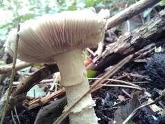 Amanita strobiliformis