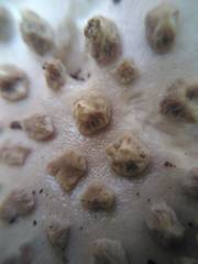 Amanita strobiliformis