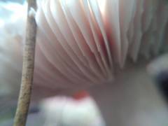 Amanita strobiliformis