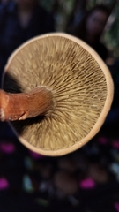 Phylloporopsis boletinoides