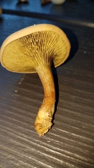 Phylloporopsis boletinoides