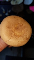 Phylloporopsis boletinoides