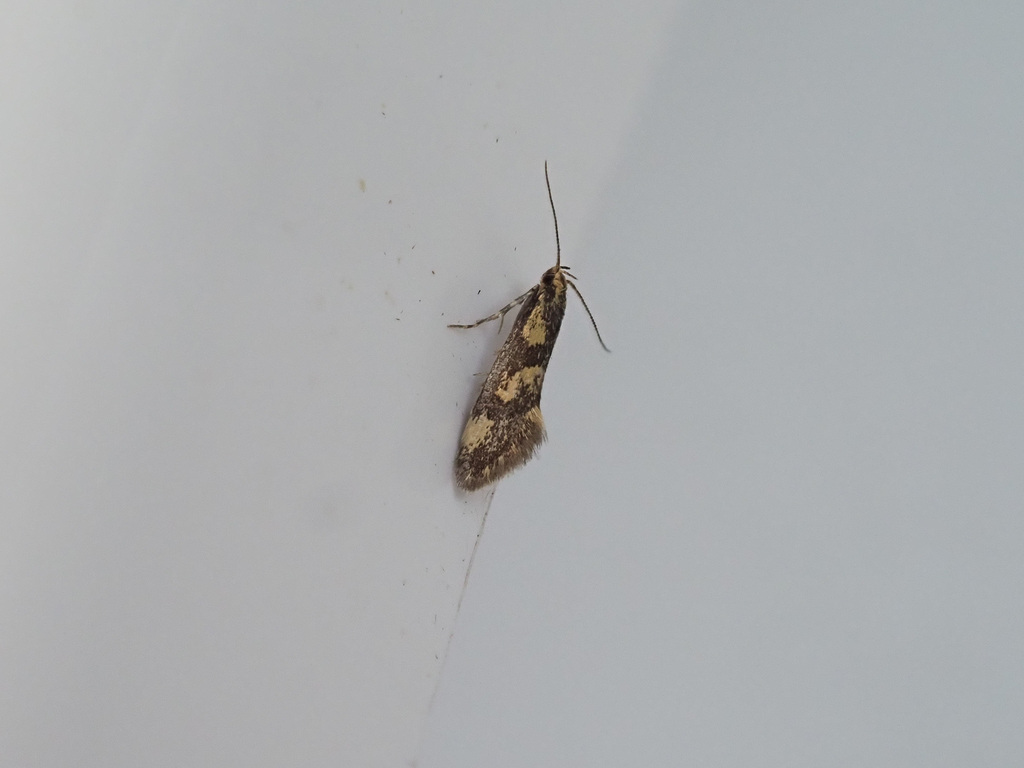 Northern Tubic