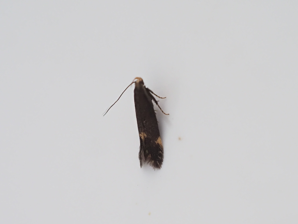 Two-spotted Neb