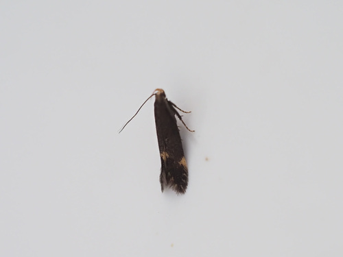 Two-spotted Neb