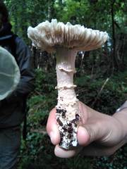 Amanita strobiliformis