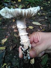 Amanita strobiliformis