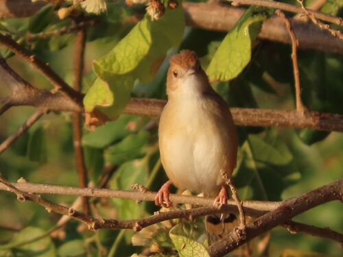 Red-faced Cisticola (Cisticola erythrops), photo 5
